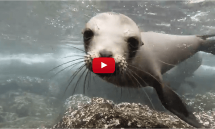 What It's Like to Swim with Galapagos Sea Lions (Video)