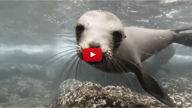 go pro footage swimming with galapagos sea lions