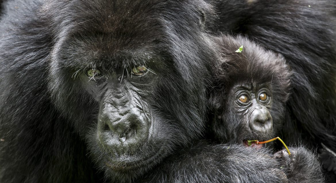 Wildlife Photo of the Week: Mountain Gorillas