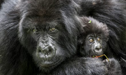 Wildlife Photo of the Week: Mountain Gorillas
