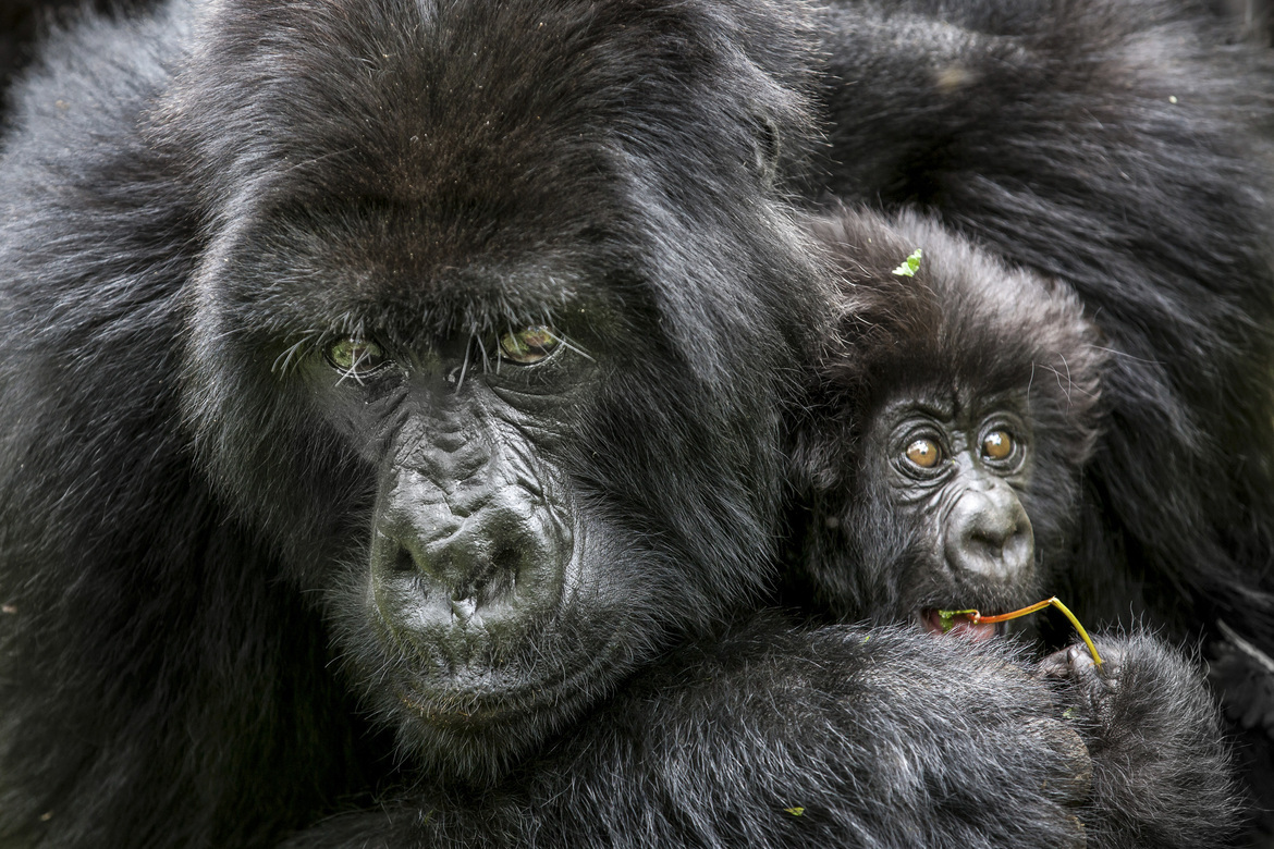 Mountain Gorilla, mountain gorilla photos, gorillas in Rwanda, african safari, african primates, rwanda wildlife, rwanda wildlife photos, mountain gorilla baby, mountain gorilla mother, Virunga Mountains, Virunga Mountains wildlife