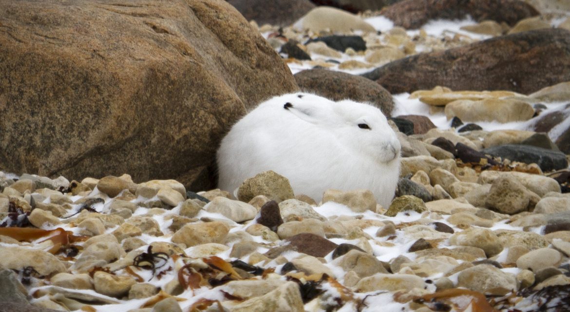 Wildlife Photo of the Week: Arctic Hare in Churchill