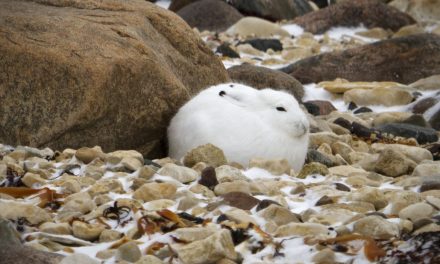 Wildlife Photo of the Week: Arctic Hare in Churchill