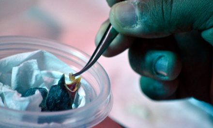 Brand New Mangrove Finch Chicks Offer Fresh Hope for One of the World's Most Endangered Species