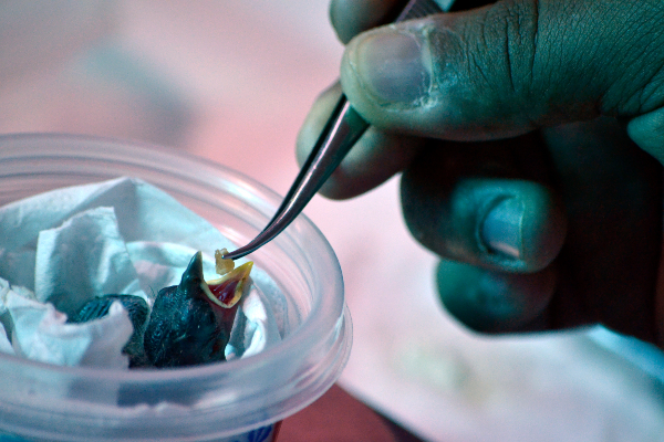 Brand New Mangrove Finch Chicks Offer Fresh Hope for One of the World's Most Endangered Species