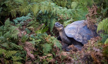 Study: Galapagos Giant Tortoises Are Feasting on Invasive Plants