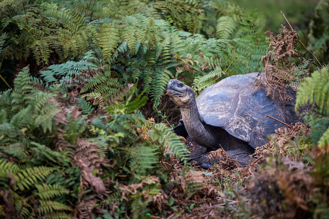 Study: Galapagos Giant Tortoises Are Feasting on Invasive Plants
