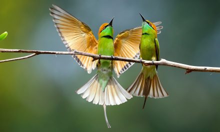 Earth Day 2015: the Good, the Bad and the Silenced