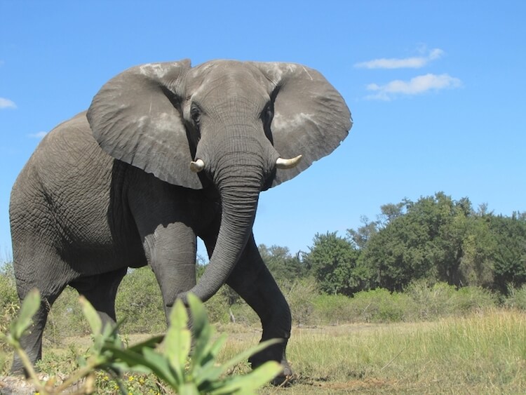big elephant