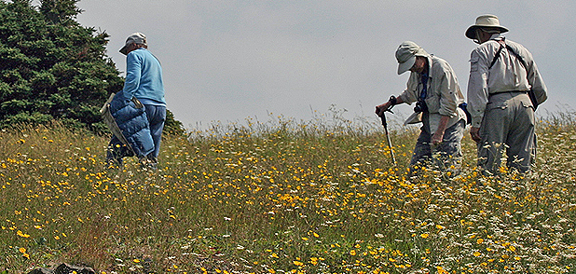 Research Shows Plants Are Sentient. Will We Act Accordingly?