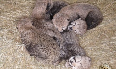 Watch Five Newborn Cheetah Cubs Live on a Webcam!