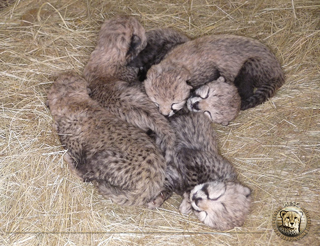 Watch Five Newborn Cheetah Cubs Live on a Webcam!