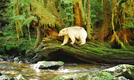 Finding Magic in the Great Bear Rainforest: A Photo Journal