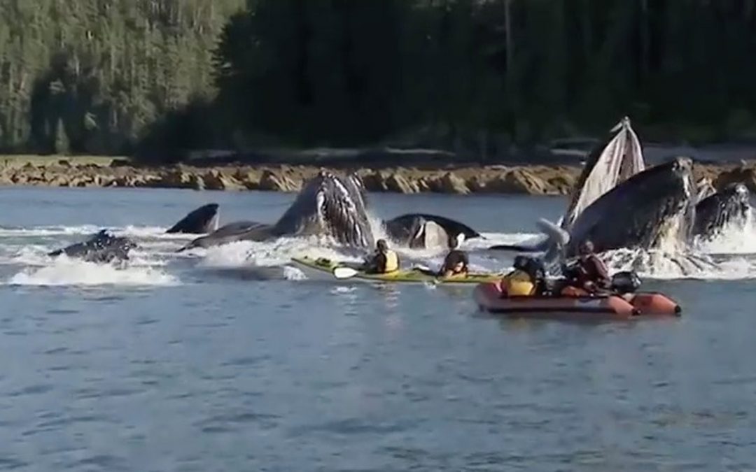 Video: How Whales Help Sequester CO2