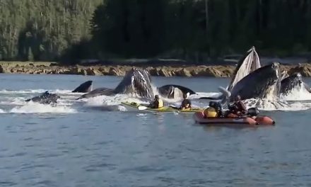 Video: How Whales Help Sequester CO2