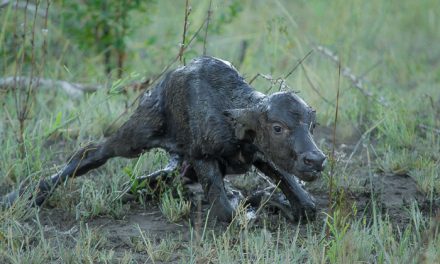 The Miracle of Life at Londolozi: Incredible Video of a Buffalo Birth
