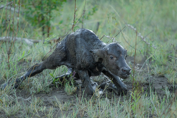 The Miracle of Life at Londolozi: Incredible Video of a Buffalo Birth