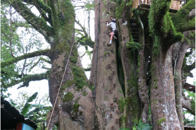 Meet the Tallest Tree in the Galapagos