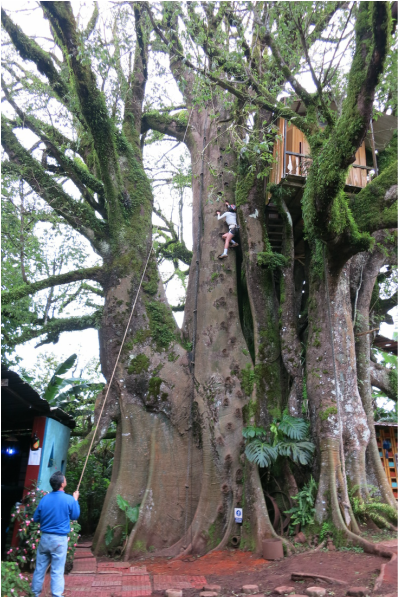 tallest tree in the galapagos islands.