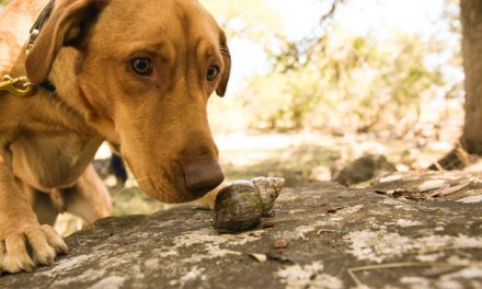 Meet Darwin: The Galapagos Islands' Very Own Snail Sniffing Super Pooch