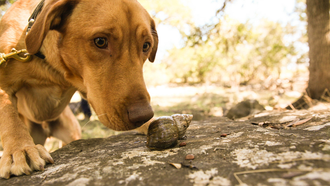 Darwin the Snail Sniffing Dog