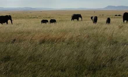 Will Conservation “Good Lists” Inspire Environmental Action?