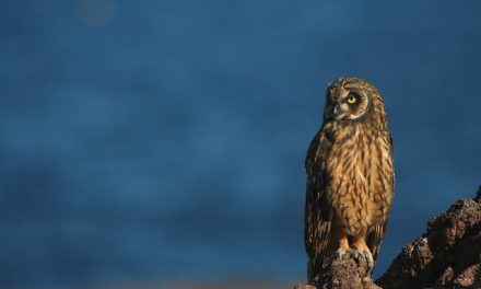 Photo of the Day: A Regal Looking Galapagos Short-Eared Owl