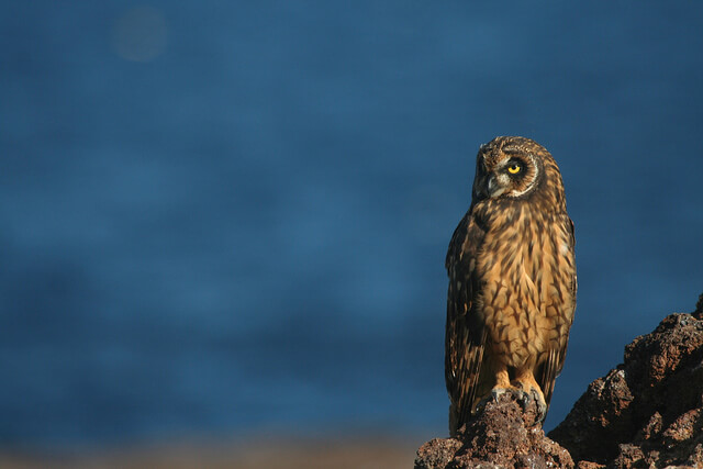 galapagos short-eared owl.