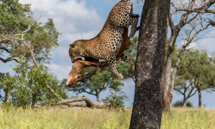 Photo of the Day: Leopard's Leap at Londolozi