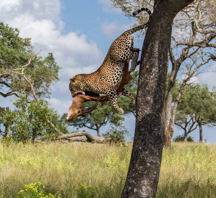 Photo of the Day: Leopard's Leap at Londolozi
