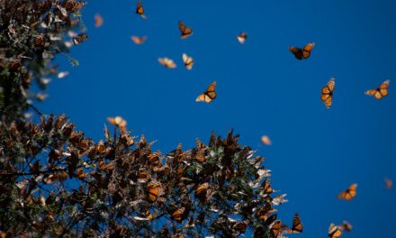 On Monarchs and Magic: Visiting the Butterfly Sanctuaries of Mexico