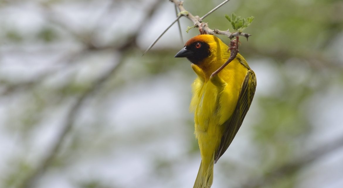 Wildlife Photo of the Week: Vitelline Masked Weaver