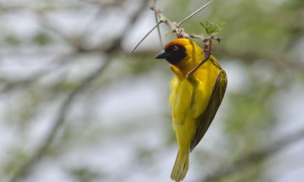 Wildlife Photo of the Week: Vitelline Masked Weaver
