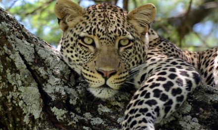 Wildlife Photo of the Week: Leopard in Tanzania