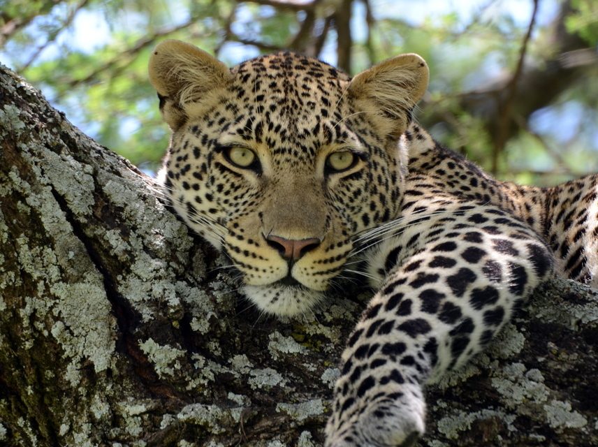 Wildlife Photo of the Week: Leopard in Tanzania