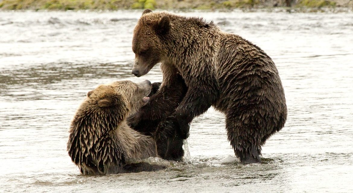 Wildlife Photo of the Week: Grizzly Play