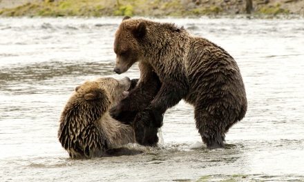 Wildlife Photo of the Week: Grizzly Play