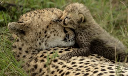 Wildlife Photo of the Week: Cheetah Mom & Baby