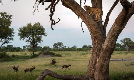 Dogs and Cats Behaving Like Dogs and Cats in the Okavango Delta