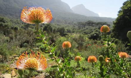 Headed to Cape Town? Don't Miss the "Most Beautiful Garden in the World"