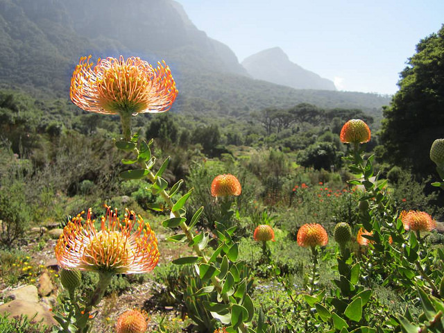 pincushions Kirstenbosch