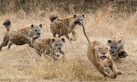 Seven Surprising Facts about the Strange, Underappreciated Spotted Hyena