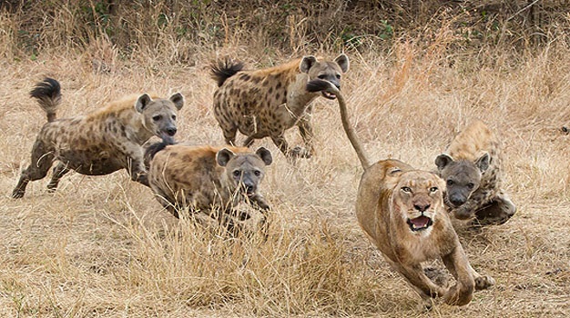 Seven Surprising Facts about the Strange, Underappreciated Spotted Hyena