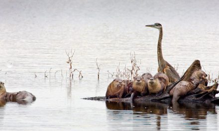 Moving Water: Solution for Climate-Change-Caused Droughts?