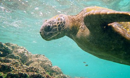 Five Years after Deepwater Horizon, Arctic Drilling Okayed