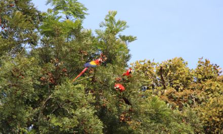 Top 7 Moments of the Natural Vida en Costa Rica