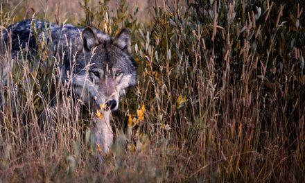 Naming One That’s Wild: A Conservation Aid?