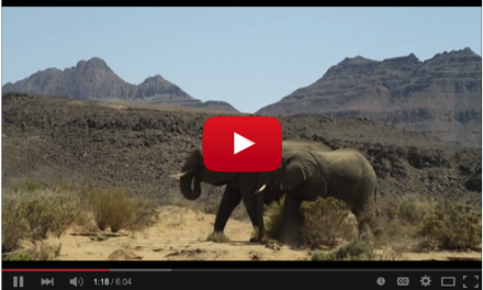 Namibia: A Glimmer of Conservation Hope in Africa (Video)