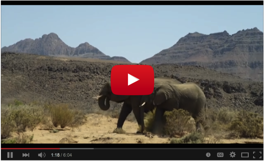 Namibia: A Glimmer of Conservation Hope in Africa (Video)
