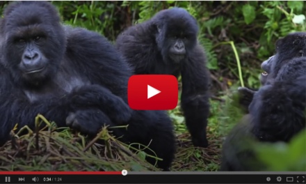 What It's Like: Gorilla Trekking in Uganda (Video)